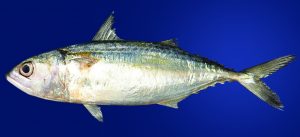बांगडा (Indian mackerel)