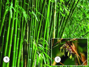 बांबू (Bamboo)