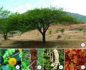 Read more about the article बाभूळ (Arabic gum tree)
