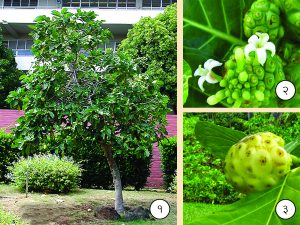 Read more about the article बारतोंडी (Indian mulberry)