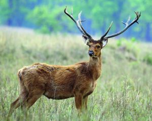 Read more about the article बारशिंगा (Swamp deer)
