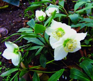 Read more about the article बाळकडू (Christmas rose)