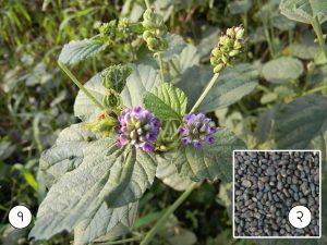 Read more about the article बावची (Psoralea)