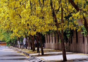 Read more about the article बाहवा (Golden shower tree)