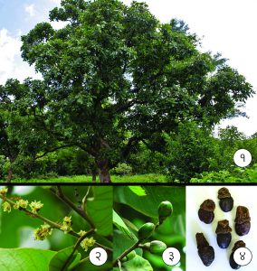 Read more about the article बिब्बा (Marking nut tree)