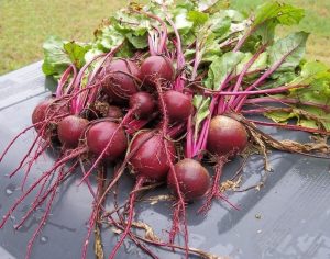 Read more about the article बीट (Beetroot)