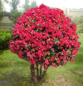 Read more about the article बुगनविलिया (Bougainvillea)