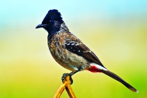 Read more about the article बुलबुल (Bulbul)