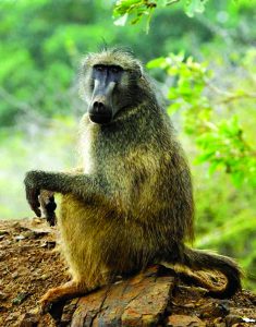 Read more about the article बॅबून (Baboon)