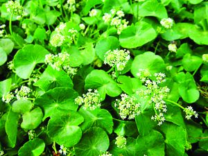 Read more about the article ब्राह्मी (Indian pennywort)
