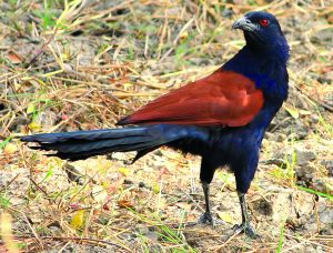 भारद्वाज (Crow pheasant)