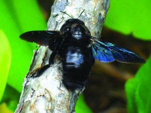 Read more about the article भुंगा (Carpenter bee)
