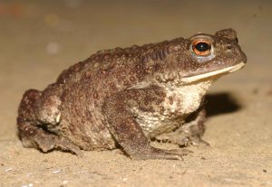 Read more about the article भेक (Toad)
