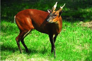 Read more about the article भेकर (Barking deer)