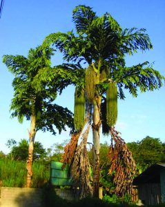 भेर्ली माड (Jaggery palm)