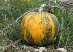 Read more about the article भोपळा (Pumpkin)