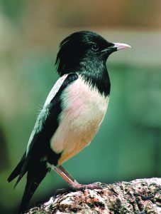 Read more about the article भोरडा (Rosy starling)