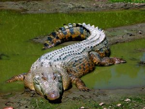 Read more about the article मगर (Crocodile)