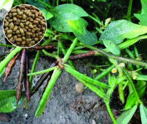 Read more about the article मटकी (Moth bean)