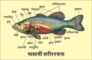 Read more about the article मत्स्य अधिवर्ग (Superclass Pisces)