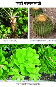 Read more about the article मरुवनस्पती (Xerophyte)