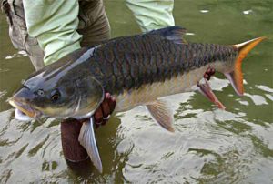 Read more about the article महसीर (Mahseer)