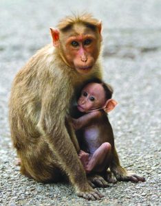 Read more about the article माकड (Monkey)