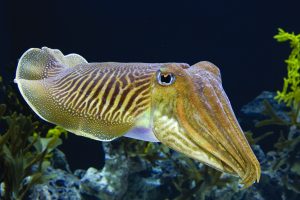माखली (Cuttlefish)