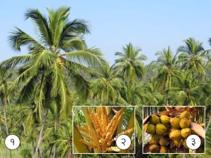 माड (Coconut palm)