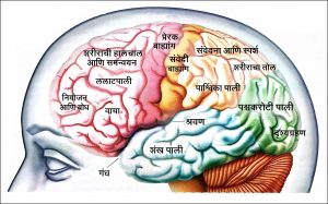 Read more about the article मानवी मेंदू (Human Brain)