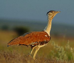 Read more about the article माळढोक (Great Indian bustard)