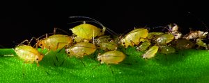 Read more about the article मावा (Aphid)