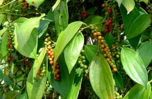 Read more about the article मिरी (Black pepper)
