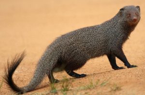 Read more about the article मुंगूस (Mongoose)