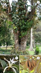 Read more about the article मुचकुंद (Dinner plate tree)