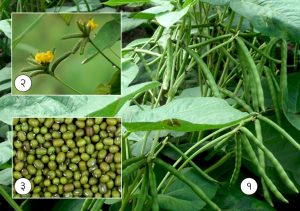 Read more about the article मूग (Moong bean)