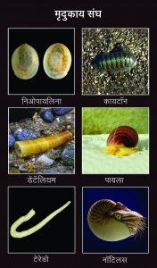 Read more about the article मृदुकाय संघ (Mollusca)