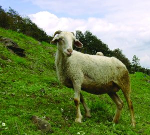 Read more about the article मेंढी (Sheep)