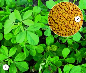 Read more about the article मेथी (Fenugreek)