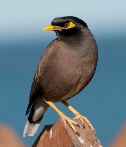 Read more about the article मैना (Common Myna)