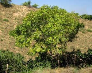 Read more about the article मोई (Indian ashtree)