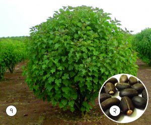 Read more about the article मोगली एरंड ( Barbados nut)