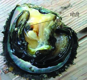 Read more about the article मोती-कालव (Pearl oyster)