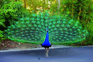 Read more about the article मोर (Peacock / Peafowl)