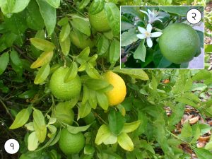 Read more about the article मोसंबे (Sweet lime)