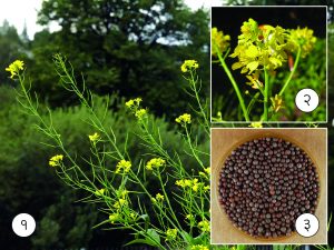 Read more about the article मोहरी (Black mustard)