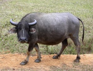 Read more about the article म्हैस (Water buffalo)
