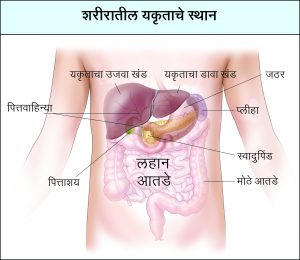 Read more about the article यकृत (Liver)