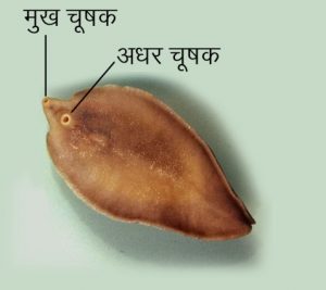 Read more about the article यकृत पर्णकृमी (Liver fluke)