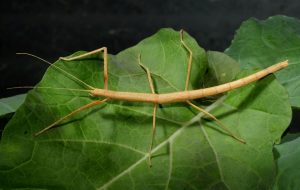 Read more about the article यष्टी कीटक (Stick insect)